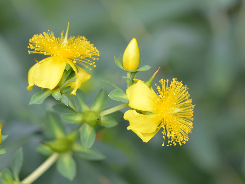 St. John's wort flower