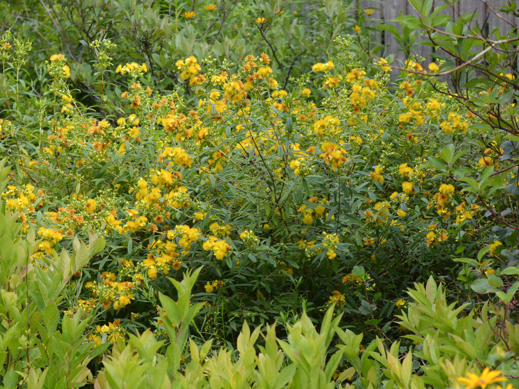 St. John's wort in the hedgerow