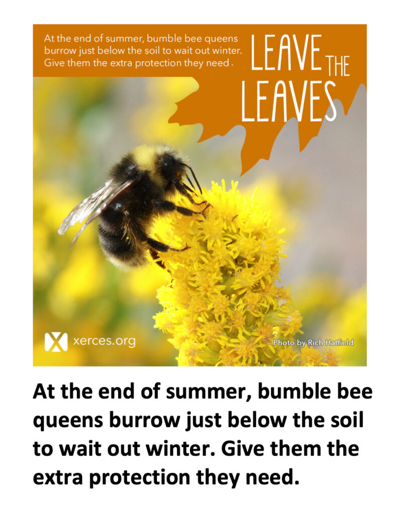Leave the Leaves: Bumble bees