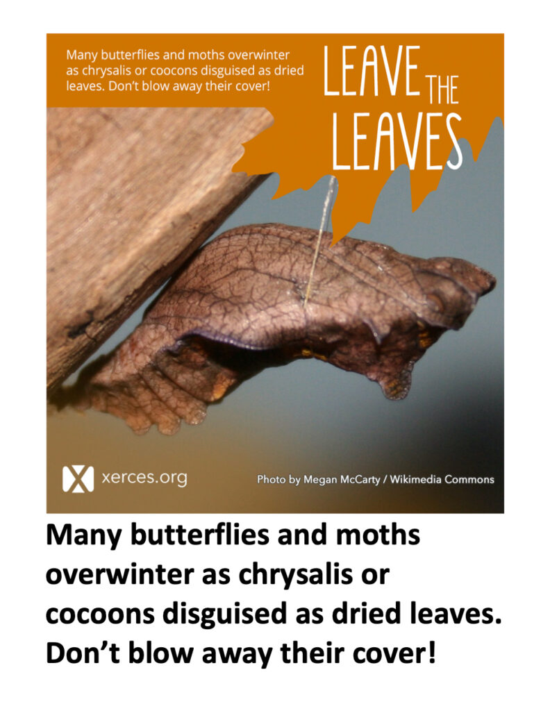 Leave the Leaves: Butterflies