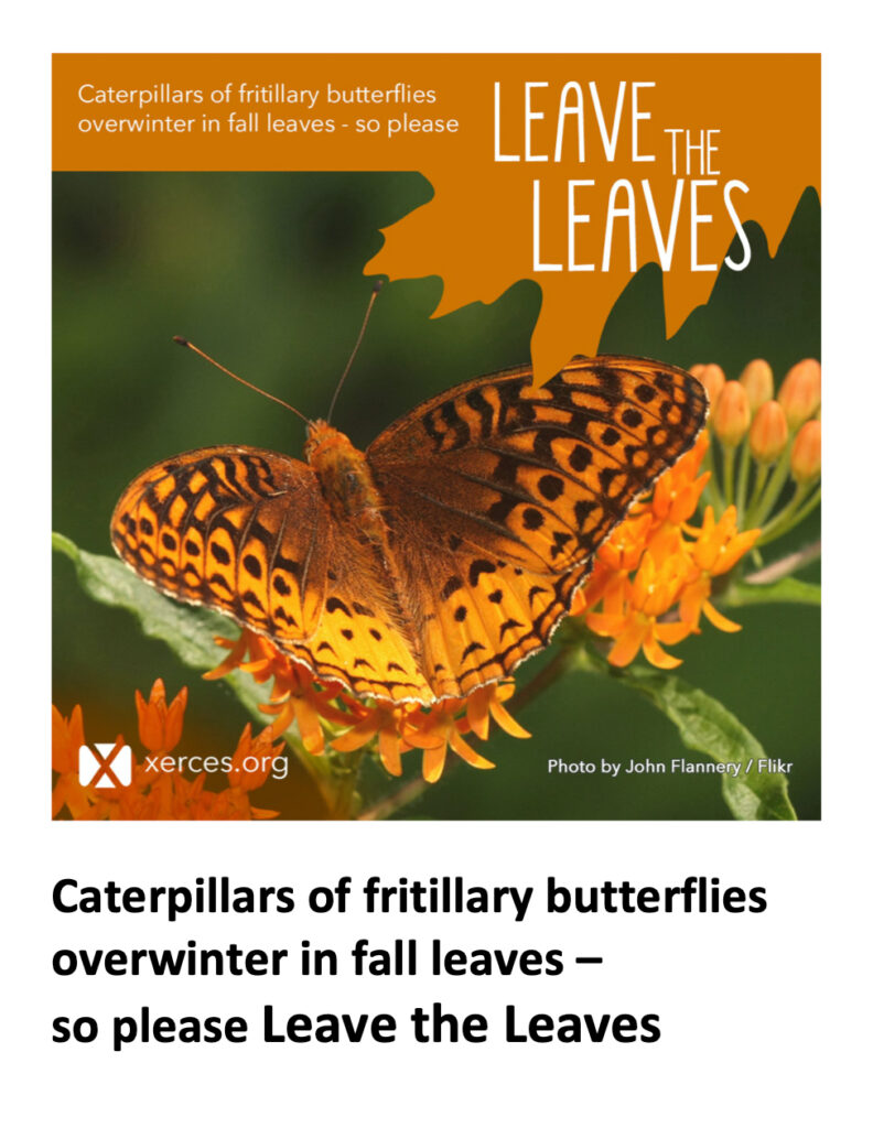 Leave the Leaves: Fritillary