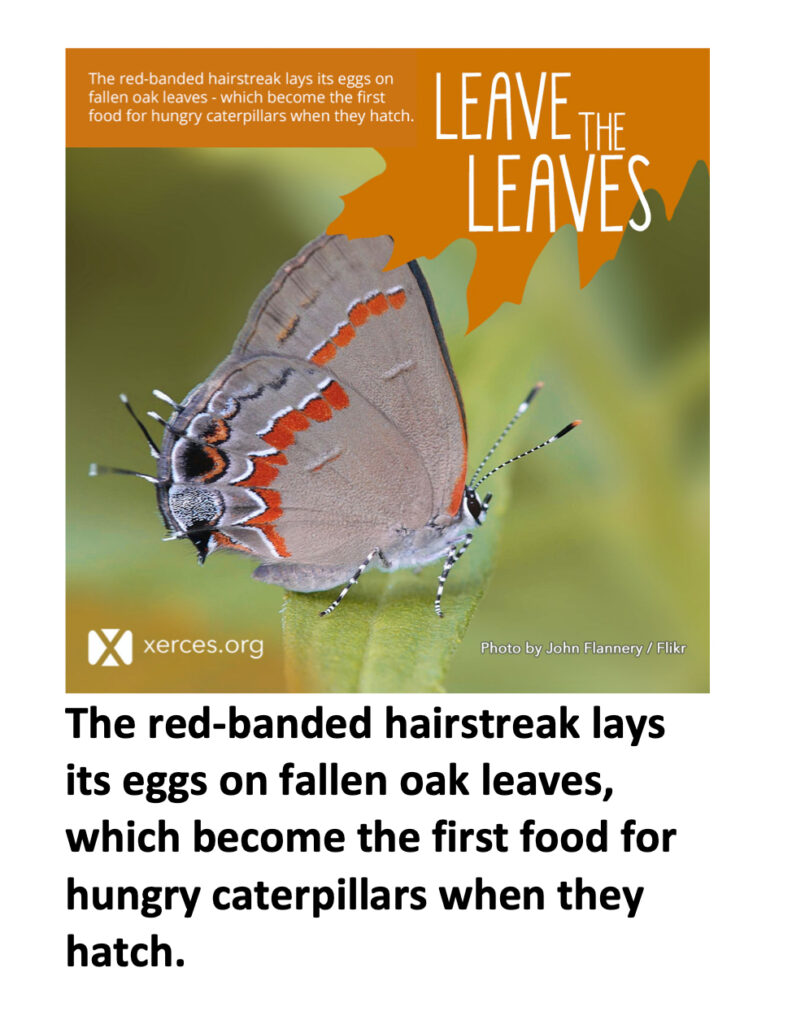 Leave the Leaves: Hairstreak
