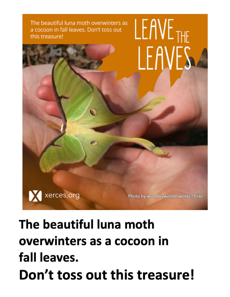 Leave the Leaves: Luna moth