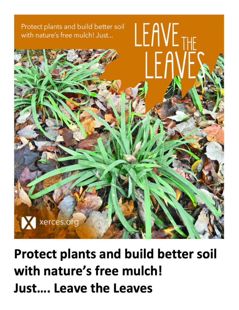 Leave the Leaves: Nature's free mulch
