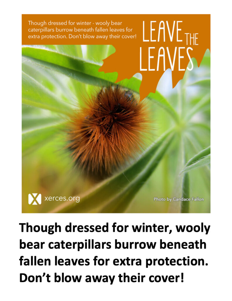 Leave the Leaves: Wooly bear